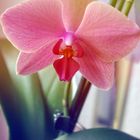 pink orchid in sunlight