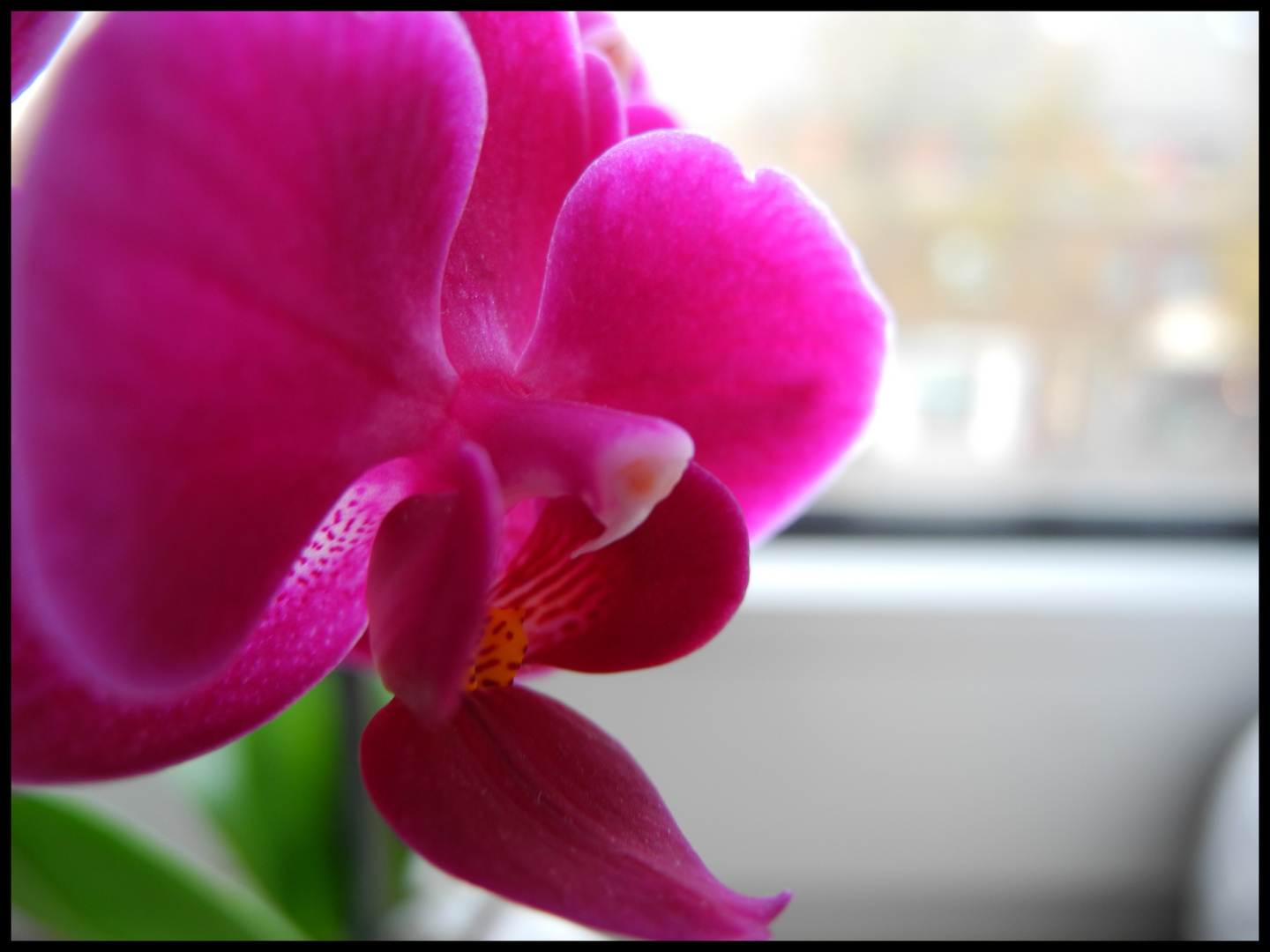 Pink Orchidee