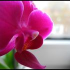 Pink Orchidee