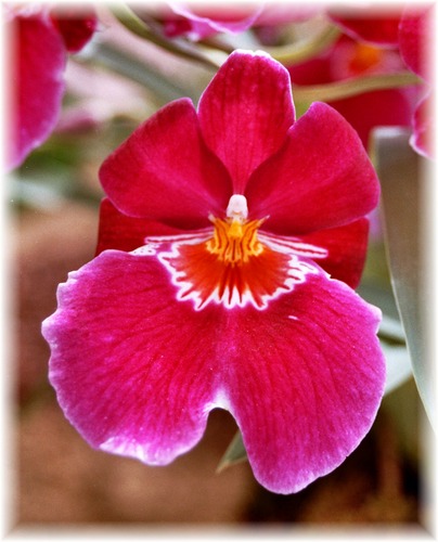 Pink Orchidee