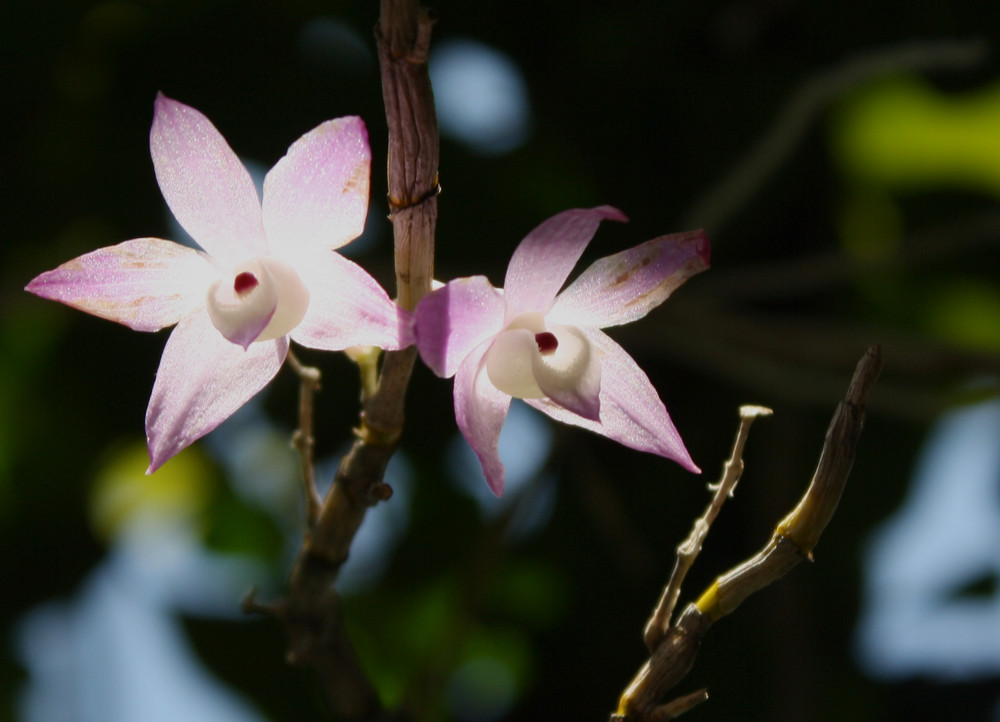 Pink Orchids