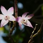 Pink Orchids