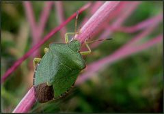 Pink passt gut...