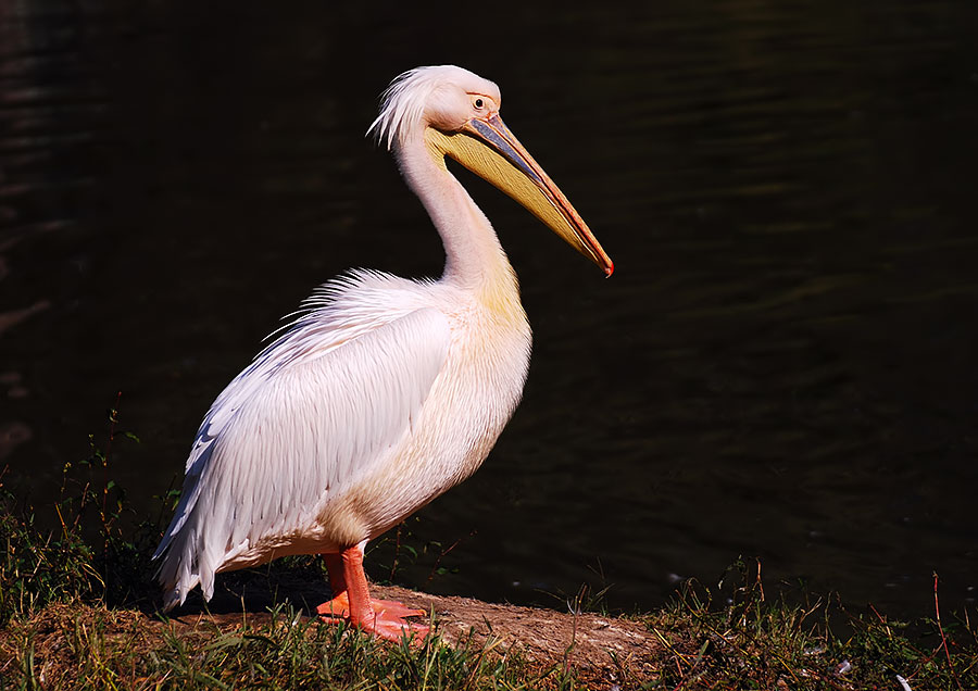 Pink Pelican