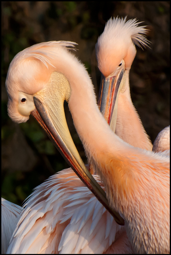 Pink Pelican