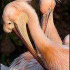 Pink Pelican