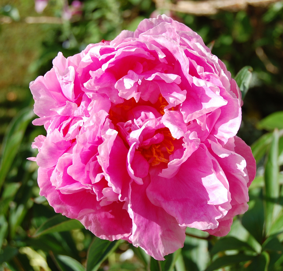 Pink petaled peony!