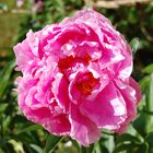 Pink petaled peony!