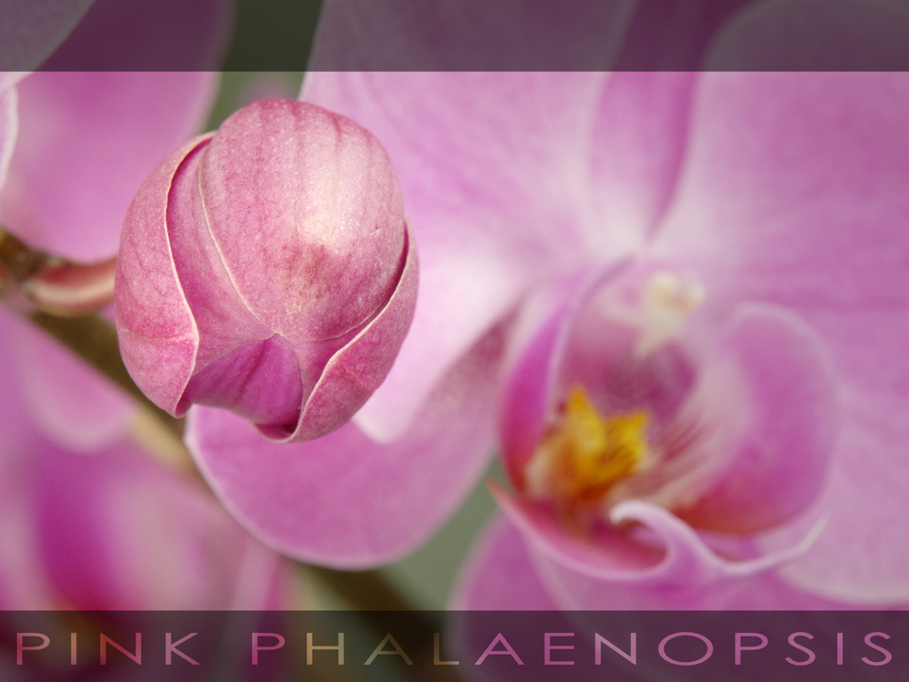 Pink Phalaenopsis