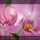 Pink Phalaenopsis