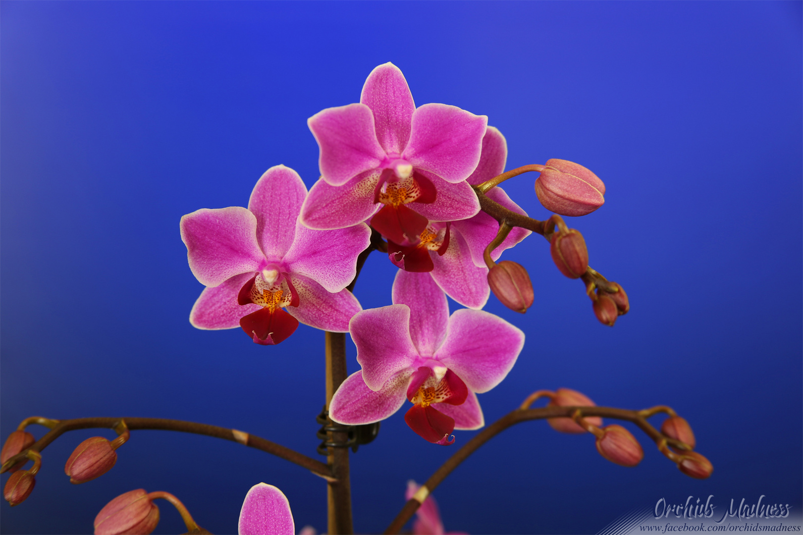 Pink Phalaenopsis