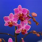 Pink Phalaenopsis