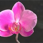 Pink Phalaenopsis Bloom