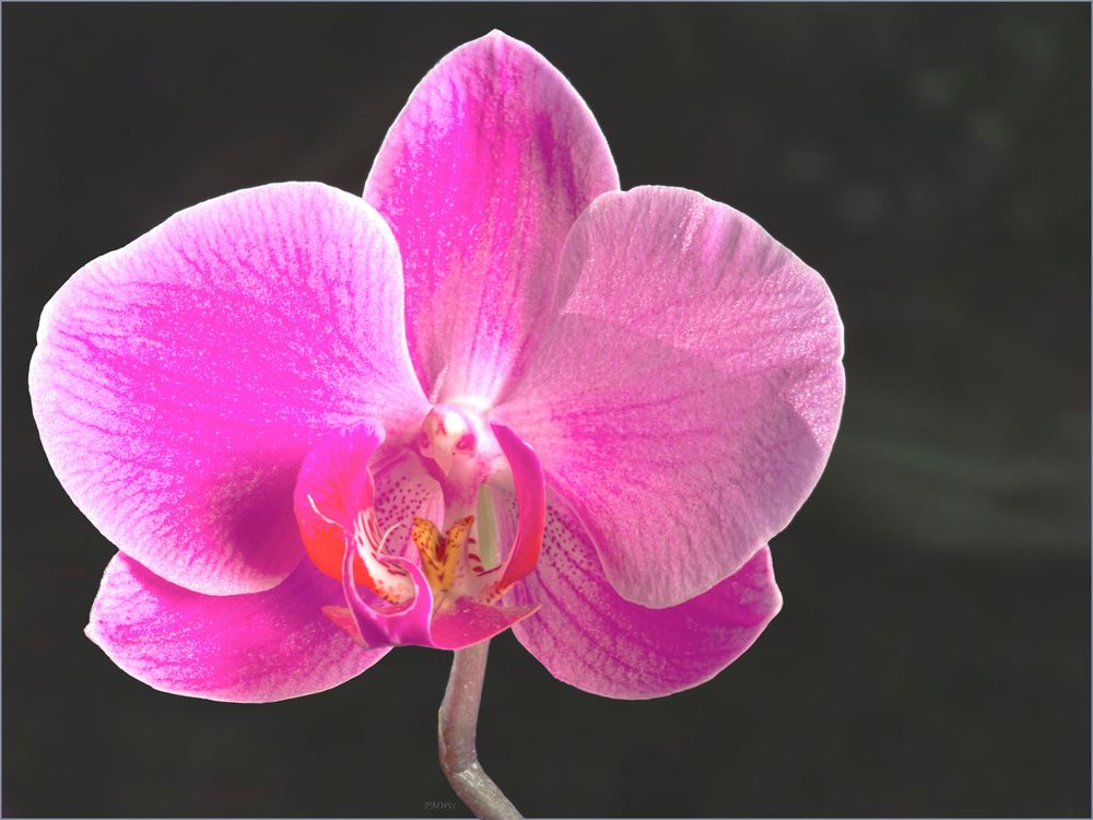 Pink Phalaenopsis Bloom