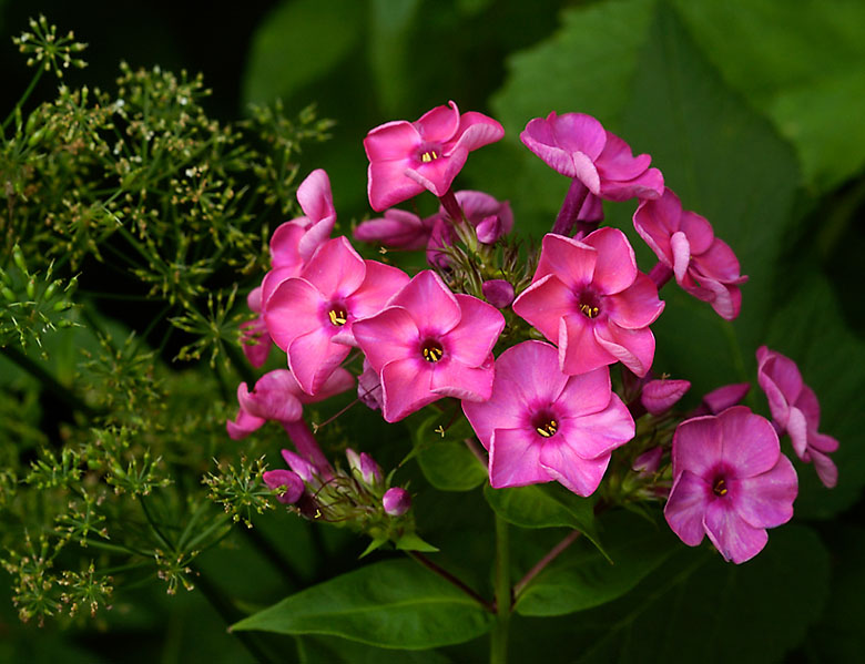 Pink Phlox