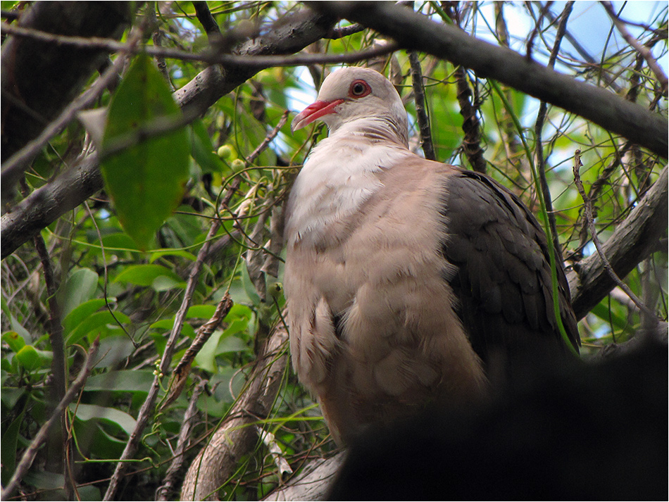 Pink Pidgeon