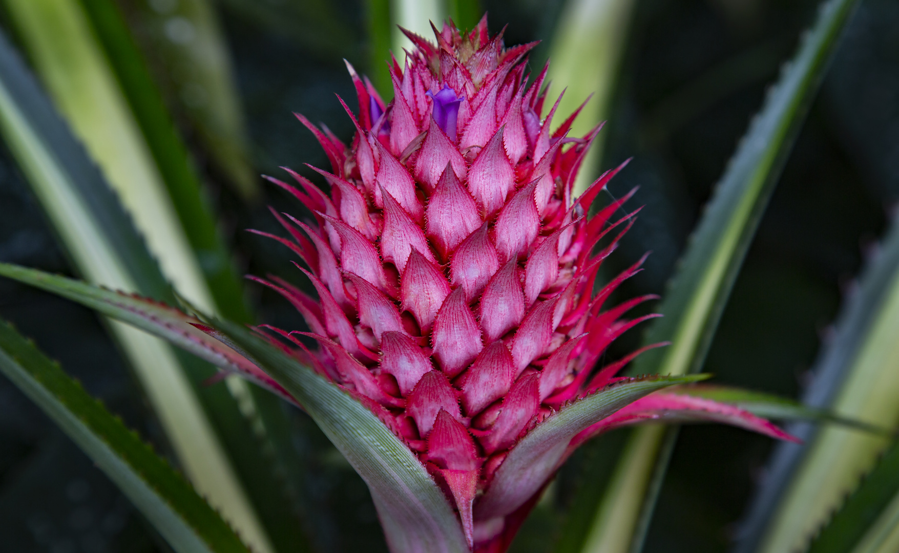 Pink Pineapple Flower