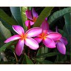 Pink Plumeria