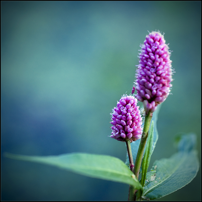 pink pompon