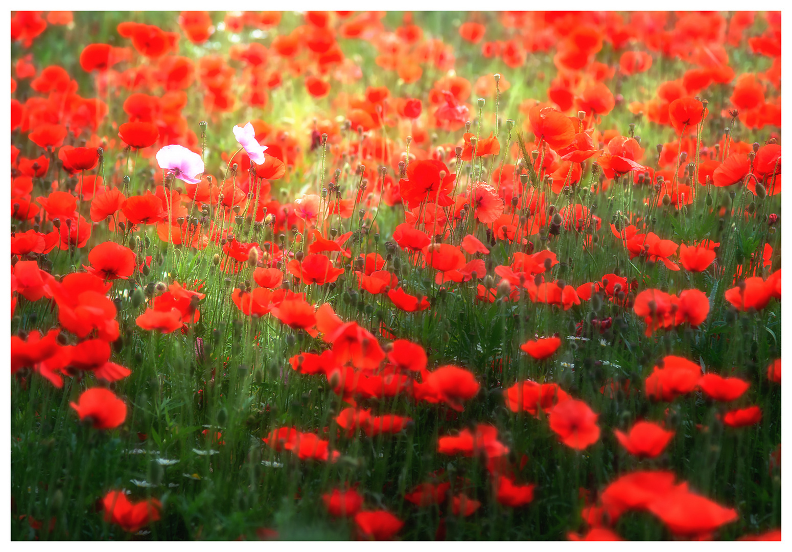 pink-poppy