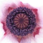 pink poppy