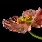 Pink Poppy