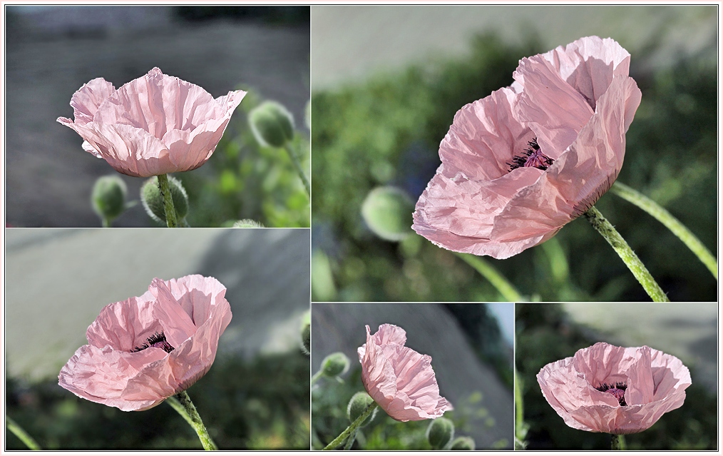 pink poppy