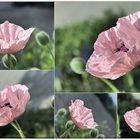 pink poppy