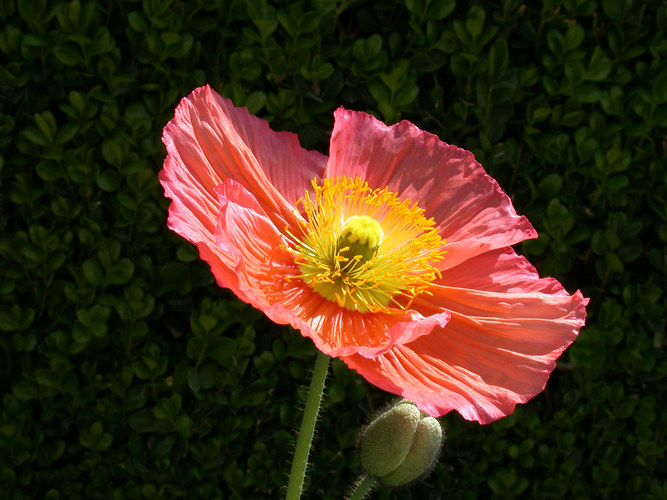 pink poppy