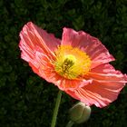 pink poppy