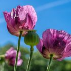 pink poppy