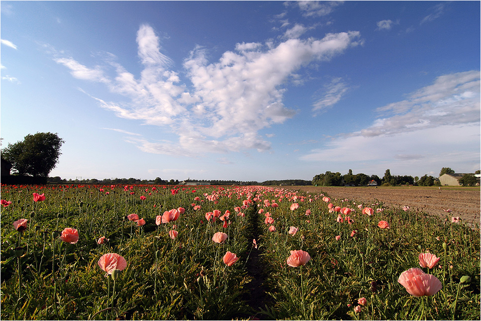 ~ pink poppy ~