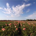 ~ pink poppy ~