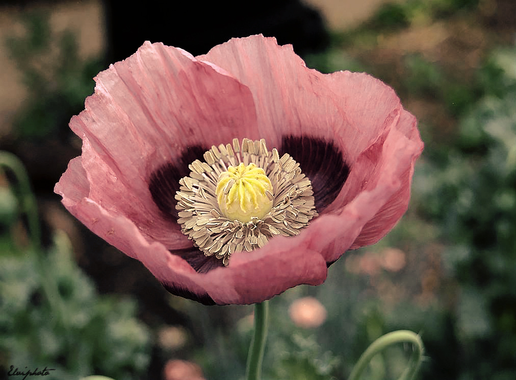 Pink poppy 