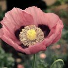 Pink poppy 