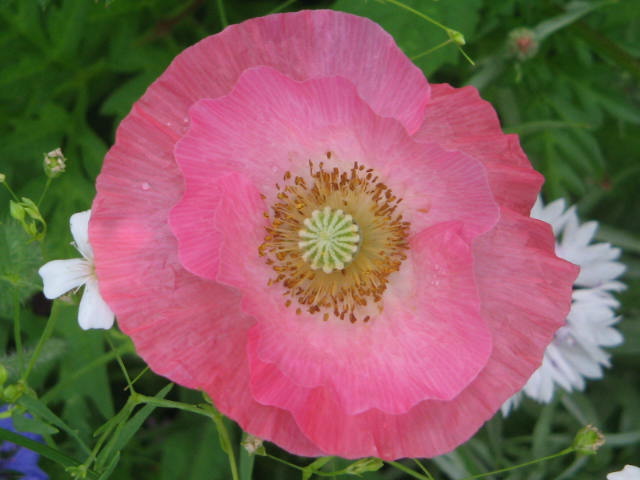 Pink Poppy