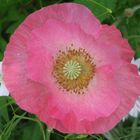 Pink Poppy