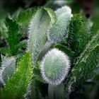 Pink Poppy Buds.....