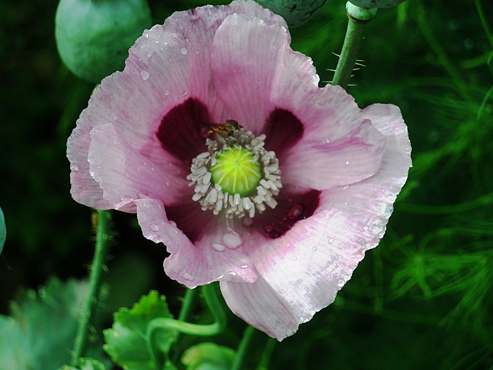 pink poppy ( ja das ist der englische begriff dafür) ^^