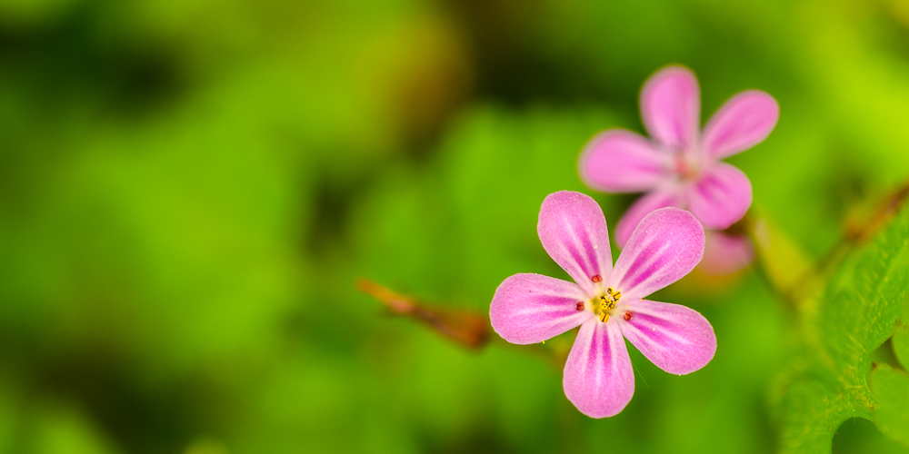 pink porn plümchen