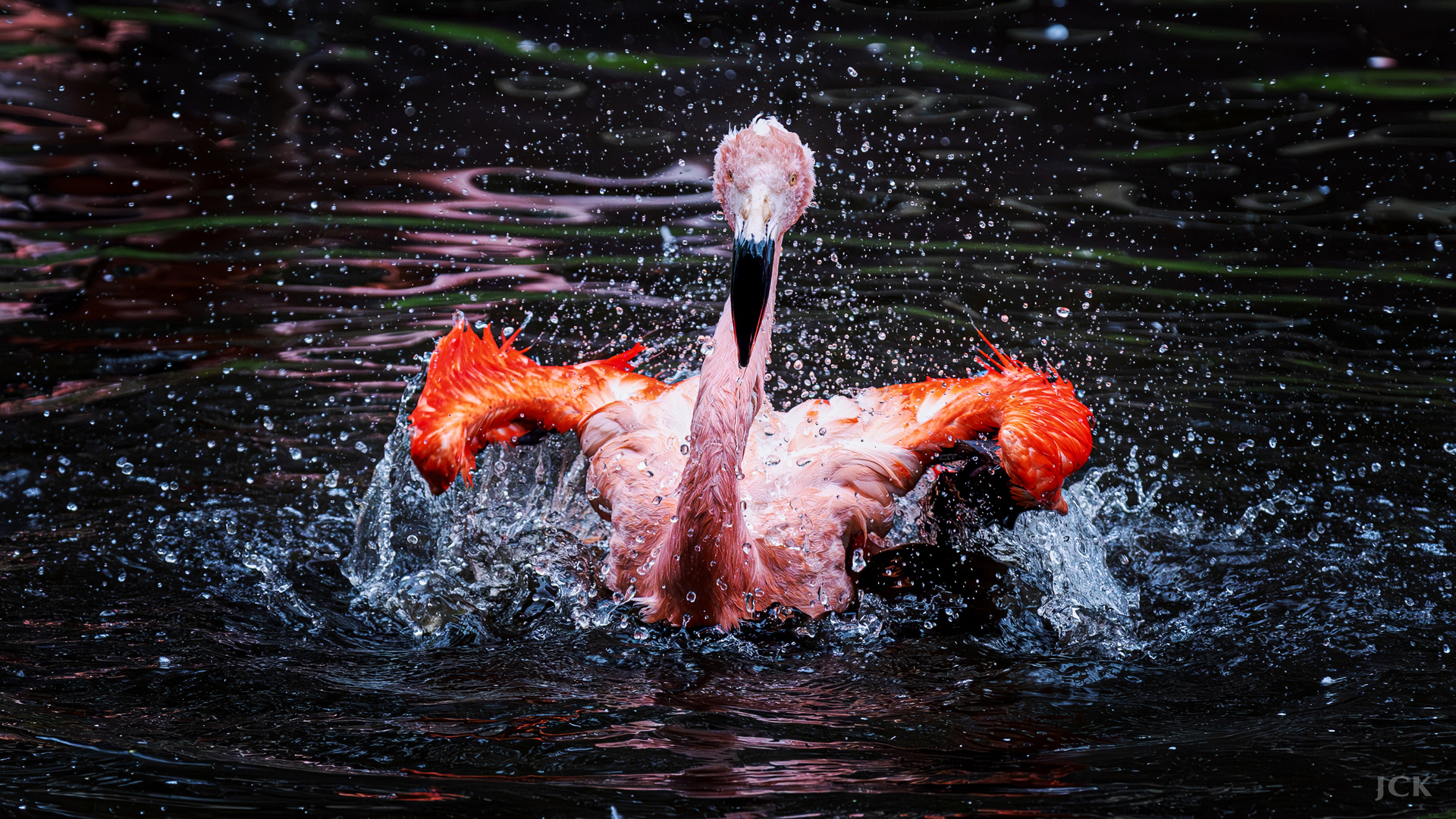 Pink Power Wash