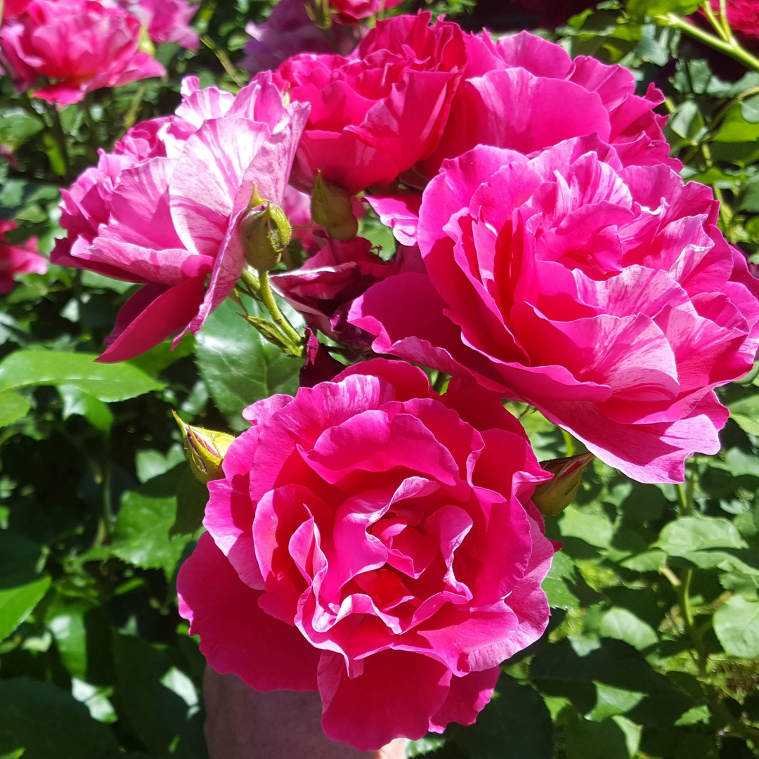 Pink-purpur-granatfarben - rosa gestreifte Rosen