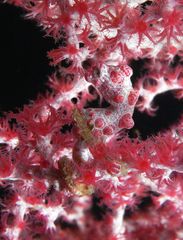 Pink Pygmy (IV) self-tied