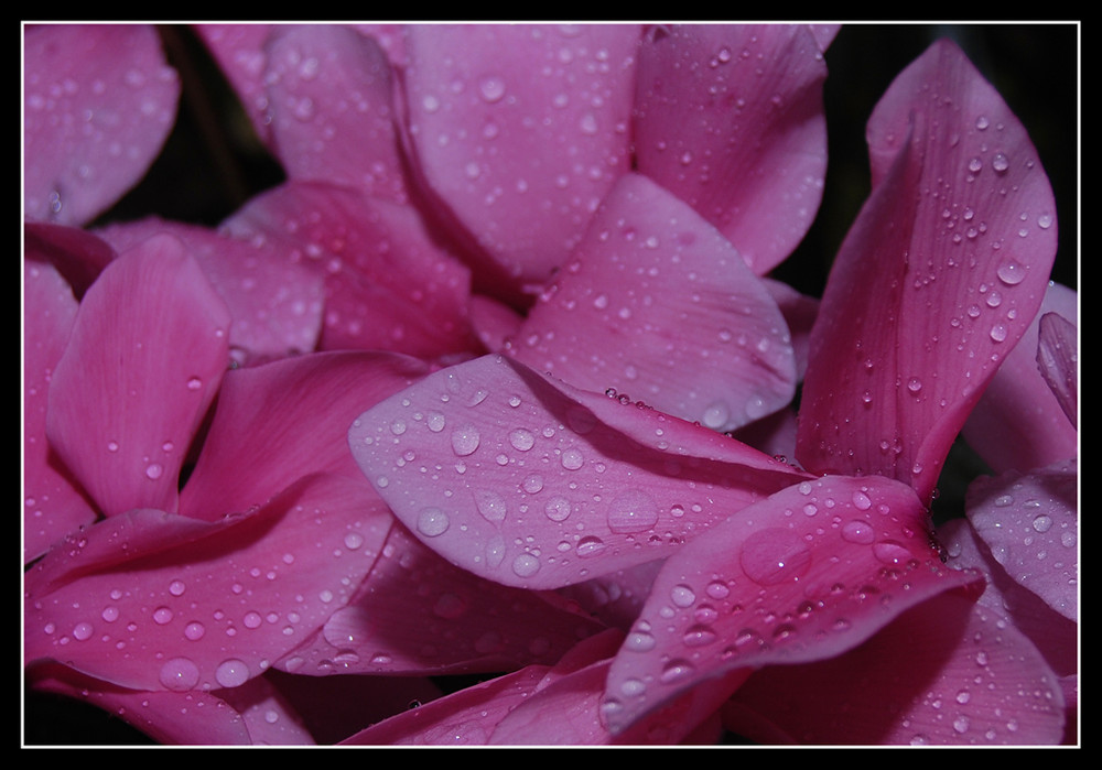 Pink Rain