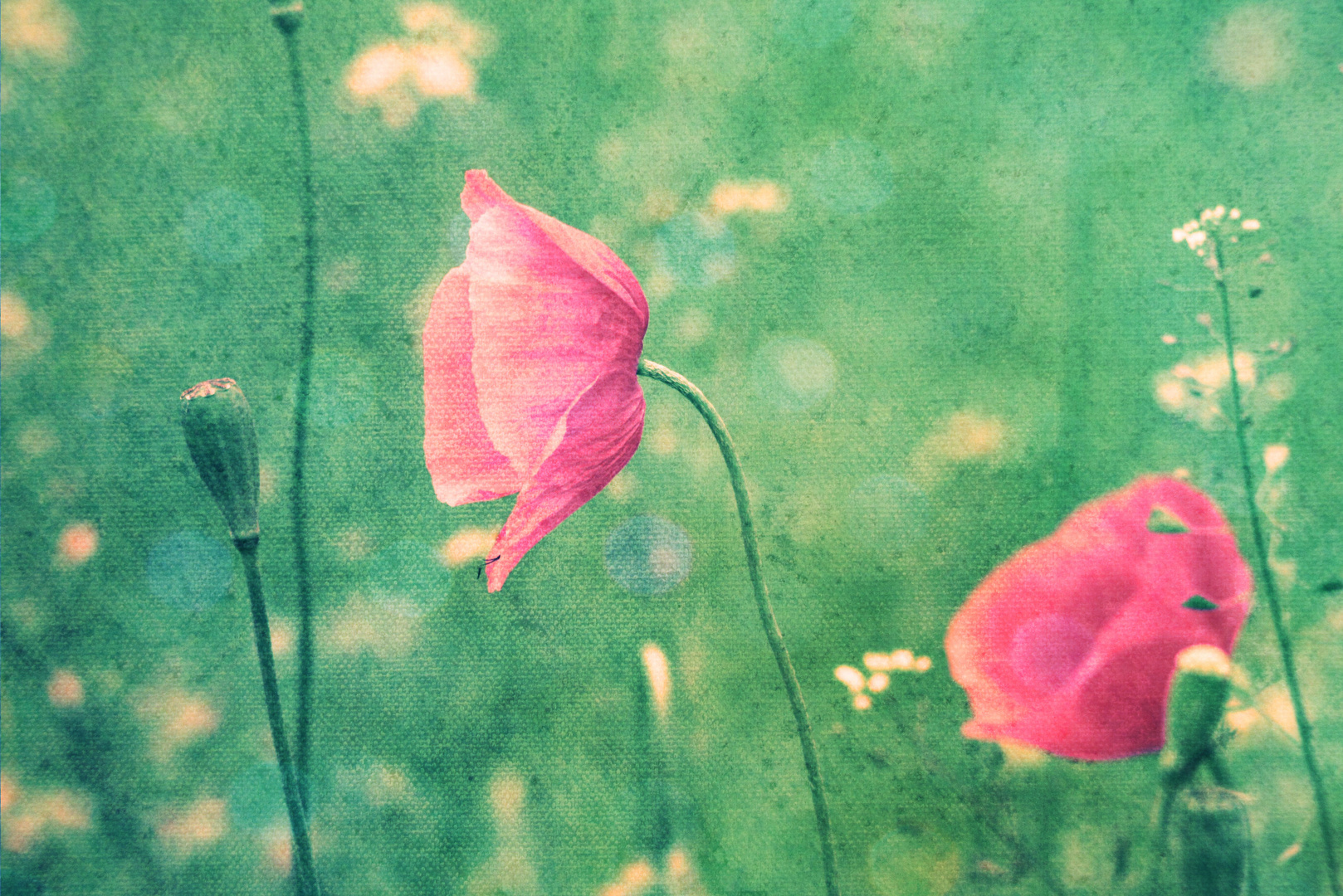 Pink Retro Mohn