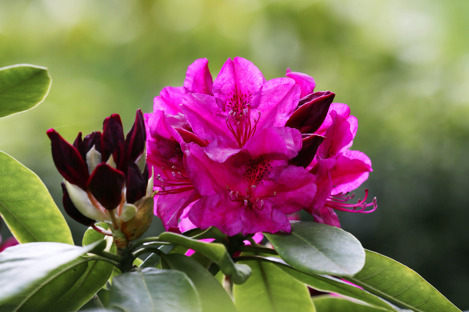 Pink Rhododendron