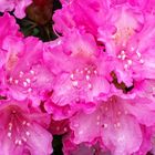 Pink Rhododendron