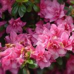  Pink  Rhododendron indicum