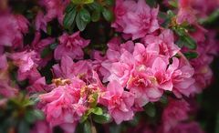  Pink  Rhododendron indicum