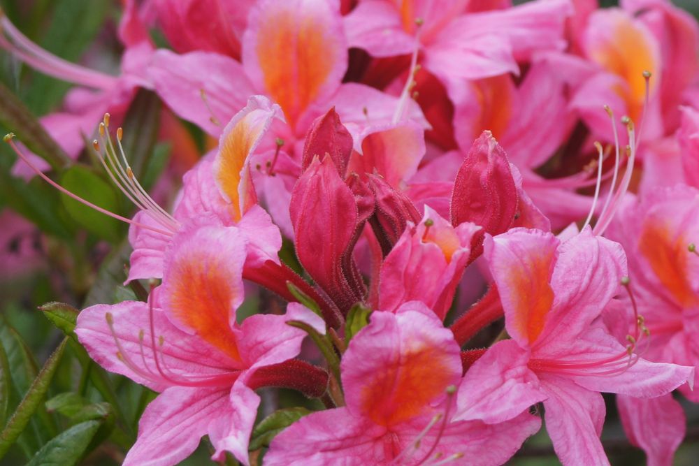 Pink-rosa Rhododendron